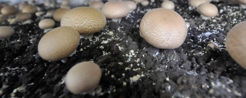 双孢菇栽培注意事项，是发展农业经济的重要项目之一
