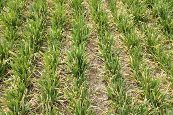 小麦冬春死苗是什么原因，主要与品种、气候、土壤条件有关