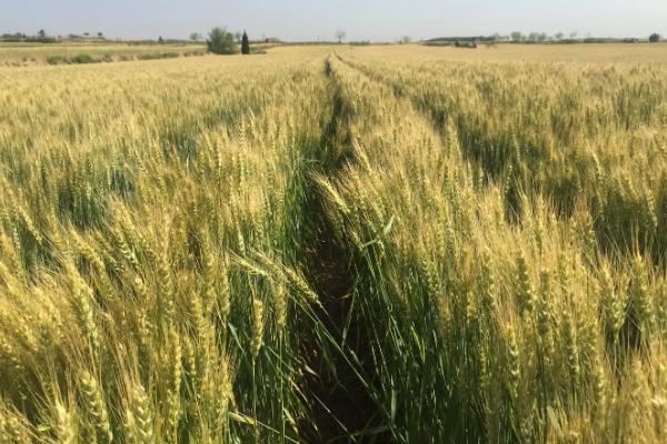 小麦冬春死苗是什么原因，主要与品种、气候、土壤条件有关