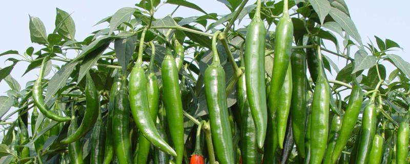 适合贵州种植的辣椒品种，是全国最大的辣椒交易市场