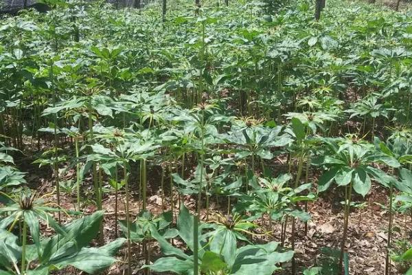 重楼种植误区，避免选错土壤、种植时间和管理方式