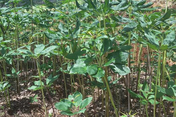 重楼种植误区，避免选错土壤、种植时间和管理方式