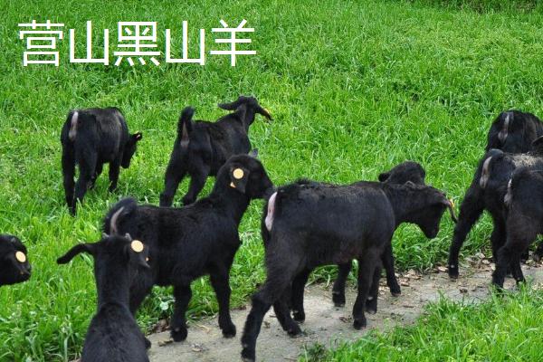 四川省营山县的特产，油豆腐、咂酒、酸辣豆花很有名