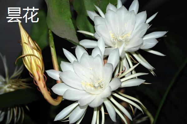 昙花和令箭荷花有什么区别，花朵叶片花期和产地均有不同