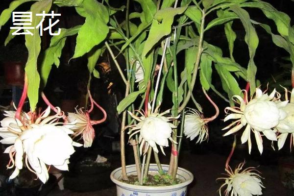 昙花和令箭荷花有什么区别，花朵叶片花期和产地均有不同