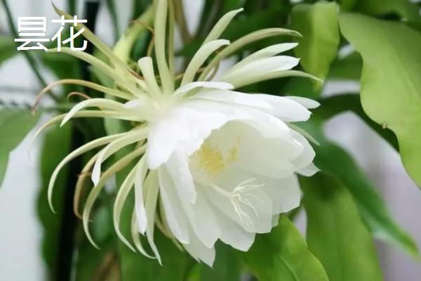 昙花和令箭荷花有什么区别，花朵叶片花期和产地均有不同