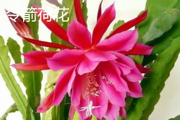 昙花和令箭荷花有什么区别，花朵叶片花期和产地均有不同