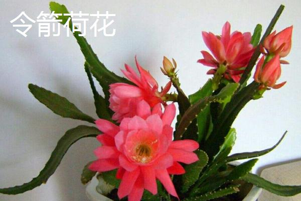 昙花和令箭荷花有什么区别，花朵叶片花期和产地均有不同