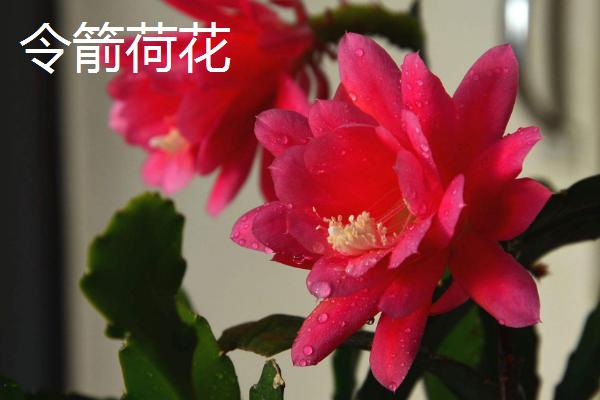 昙花和令箭荷花有什么区别，花朵叶片花期和产地均有不同
