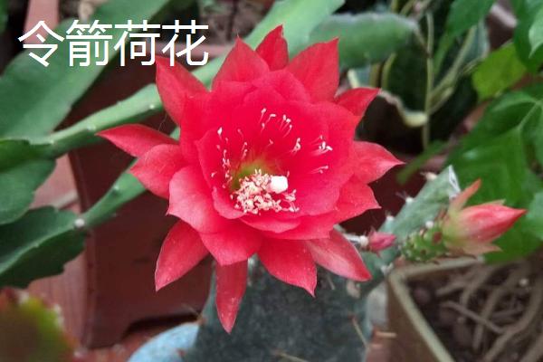 昙花和令箭荷花有什么区别，花朵叶片花期和产地均有不同