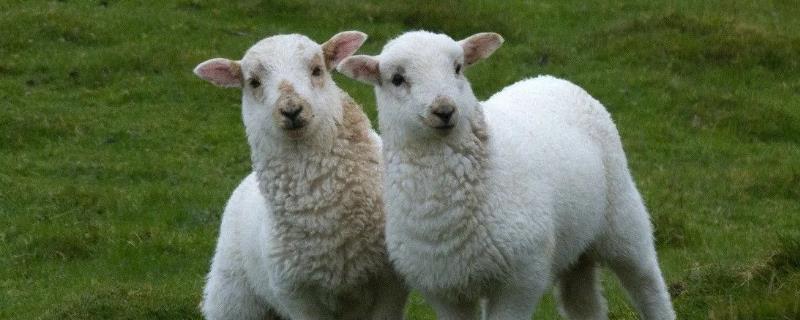 导致羊发病的原因，生活环境差容易引发皮肤病