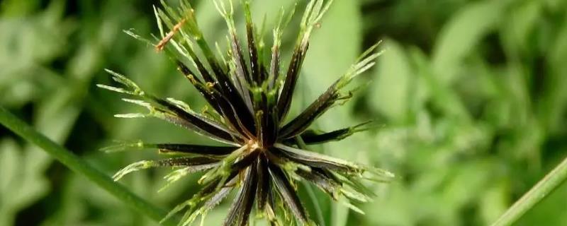 什么是鬼针草，广泛分布在亚热带地区