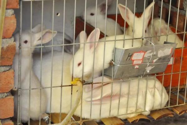 如何科学管理幼兔，每笼不得超过4只