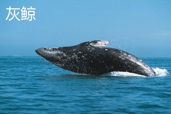 鲸鱼的种类大全，并不属于鱼类