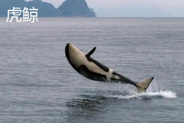 鲸鱼的种类大全，并不属于鱼类
