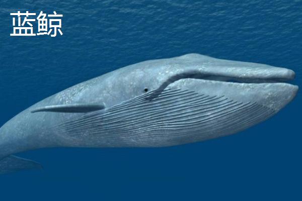 鲸鱼的种类大全，并不属于鱼类