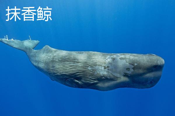 鲸鱼的种类大全，并不属于鱼类