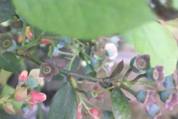 蓝莓花叶病如何防治，该病不是每年都会发生