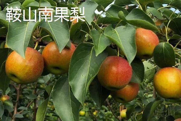 辽宁省鞍山市水果特产，别称钢都、玉都