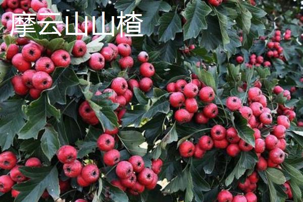 辽宁省鞍山市水果特产，别称钢都、玉都