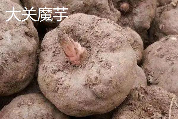魔芋的产地，确定为十大保健食品之一