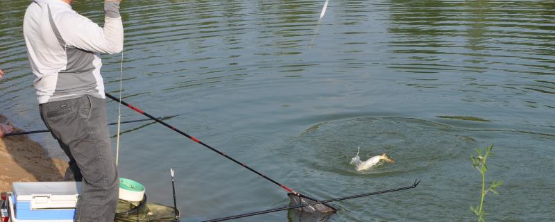 水库钓大鱼适合用玉米还是饵料，传统钓法可使用玉米