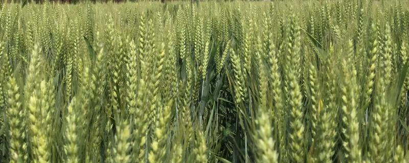 优质小麦品种推荐，南、北方在选种上不同