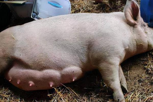 公猪有几对乳房，品种会影响数量
