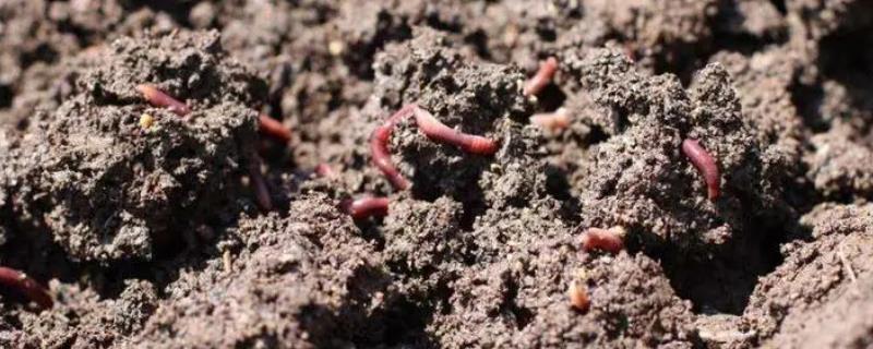 蚯蚓的养殖方法，是最常见的环节动物之一