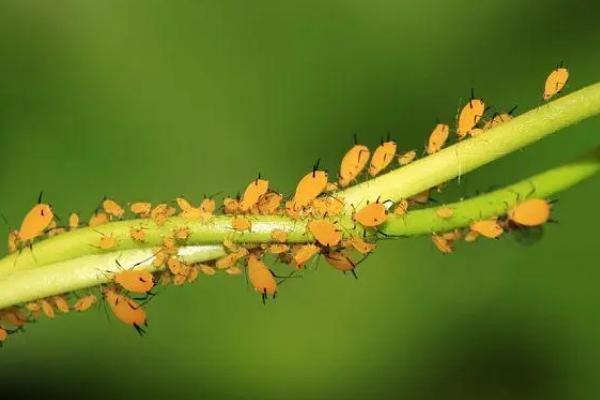 噻虫嗪可以防治哪些害虫，比吡虫啉更有优势
