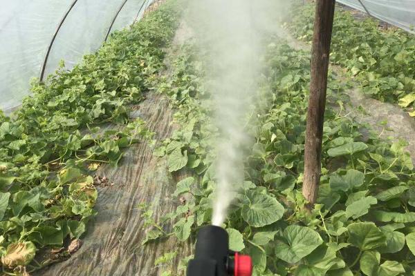 噻虫嗪可以防治哪些害虫，比吡虫啉更有优势