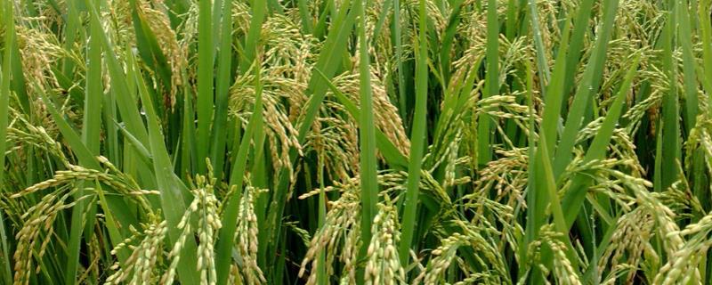 早籼1901水稻品种的特性，在重病区还要注意稻瘟病的防治
