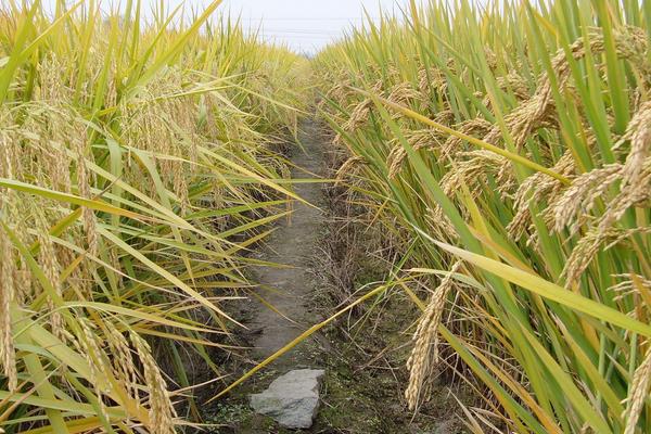 瑞两优56占水稻种子介绍，中籼两系杂交水稻品种