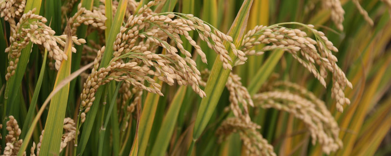 两优2108水稻品种简介，中籼两系杂交水稻品种