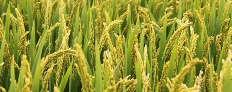 瑞两优56占水稻种子介绍，中籼两系杂交水稻品种