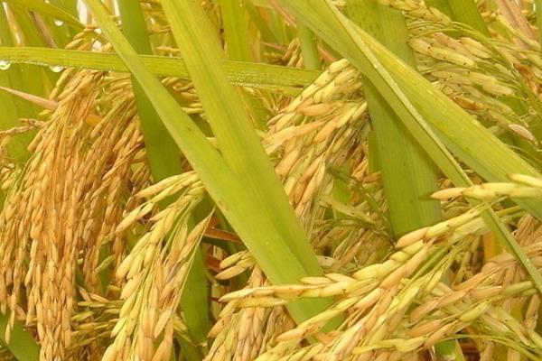 晶珍香丝水稻种子特征特性，中籼常规水稻品种