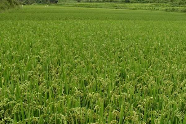 瑞两优088水稻种子特征特性，全生育期134.1天