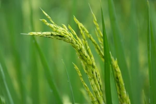 皖两优490水稻种子特点，秧田亩播种量15千克