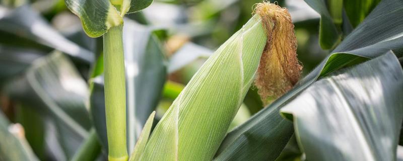 金鹭甜二号玉米品种简介，春播地温在12℃以上即可播种