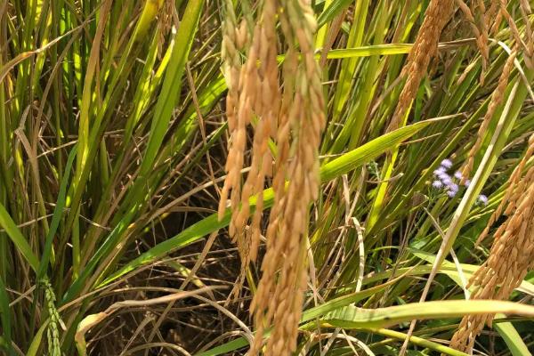 品优2023水稻种子介绍，秧田播种量每亩10千克