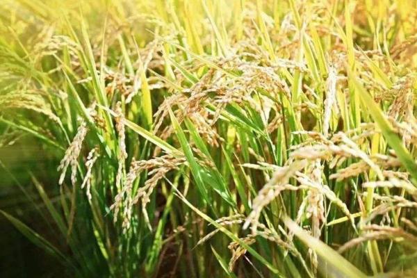 那香优651水稻种子简介，每亩插足基本苗6万以上