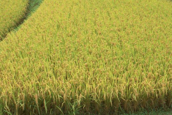 福泰2优701水稻种子特征特性，每亩插足基本苗7～8万