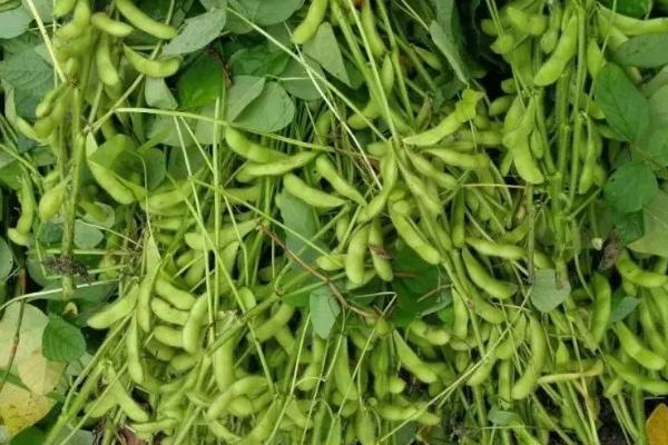 皖豆61大豆种子特征特性，适时防治病虫草害