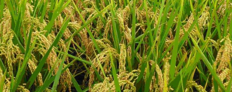 南陵软珍水稻品种的特性，后期注意防治稻曲病
