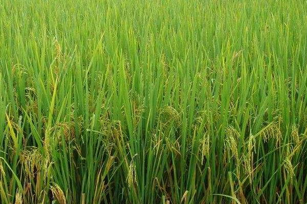 南陵软珍水稻品种的特性，后期注意防治稻曲病