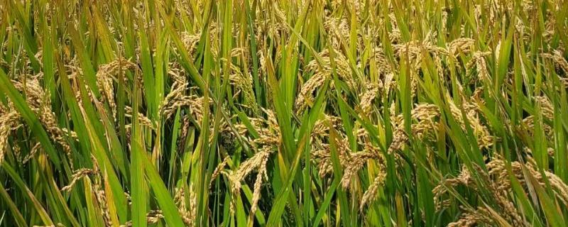 早籼1902水稻种子简介，早籼常规水稻品种