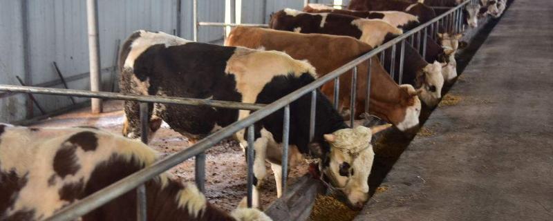 拉骨架饲料适合几个月牛犊，适合出生3个月的牛犊使用