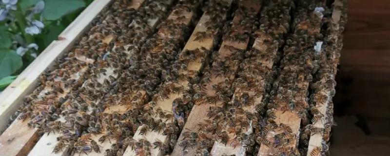 中蜂的分峰征兆，蜂群中出现大量雄蜂房是早期预兆