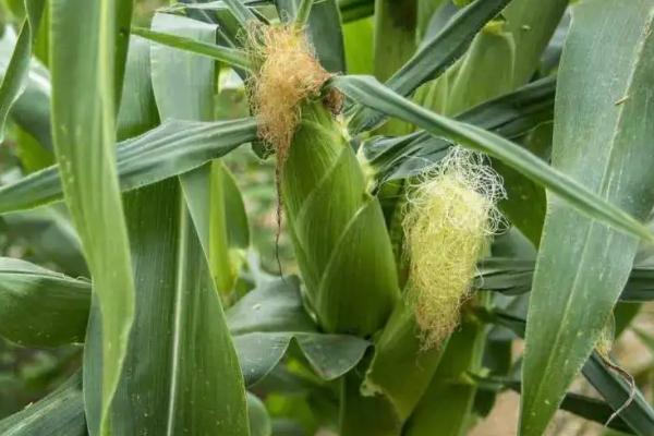 陕单915玉米品种的特性，每亩适宜密度5000株