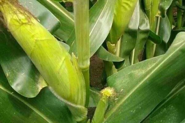陕单915玉米品种的特性，每亩适宜密度5000株